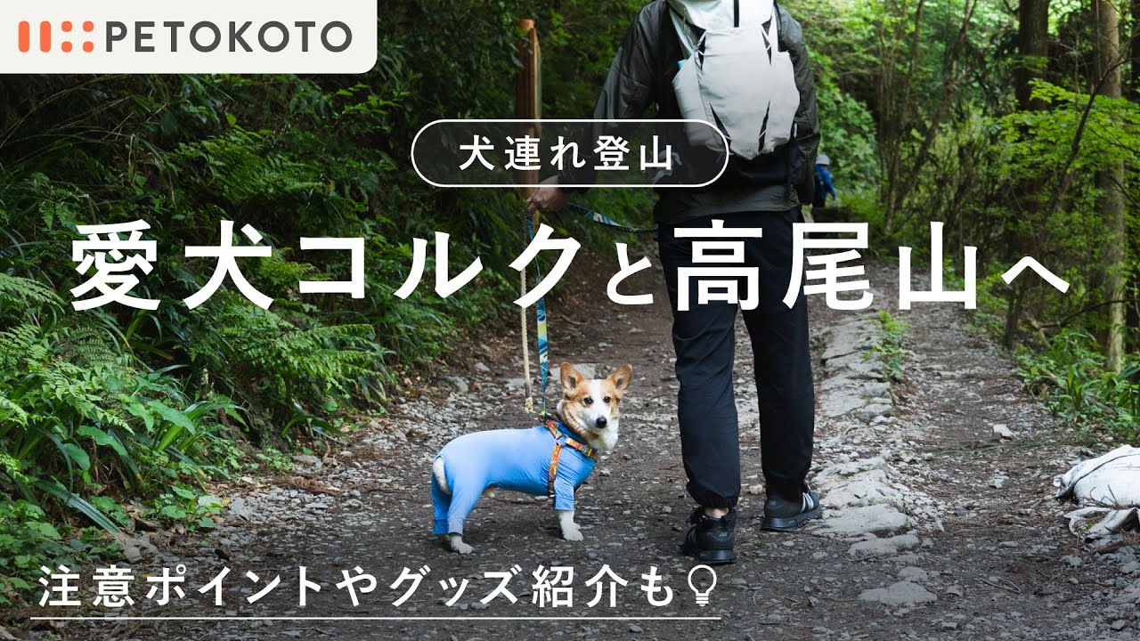 【犬連れ登山Vlog】ペトコト代表・大久保と愛犬コルクが高尾山へ！（初心者｜アウトドア｜マンダリンブラザーズ｜ペトコトフーズ｜犬とお出かけ｜コーギー）