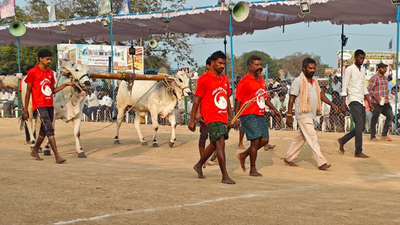 రెంటచింతల గ్రామం టచ్చు పళ్ళు విభాగం 17వ జత SSR BULLS