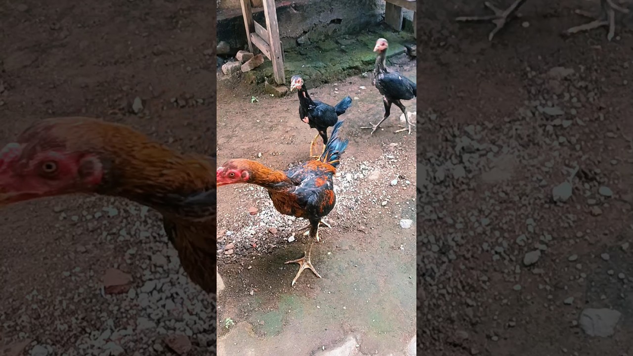 how to catch chickens using leaves🍃 |#shorts #meme #creative