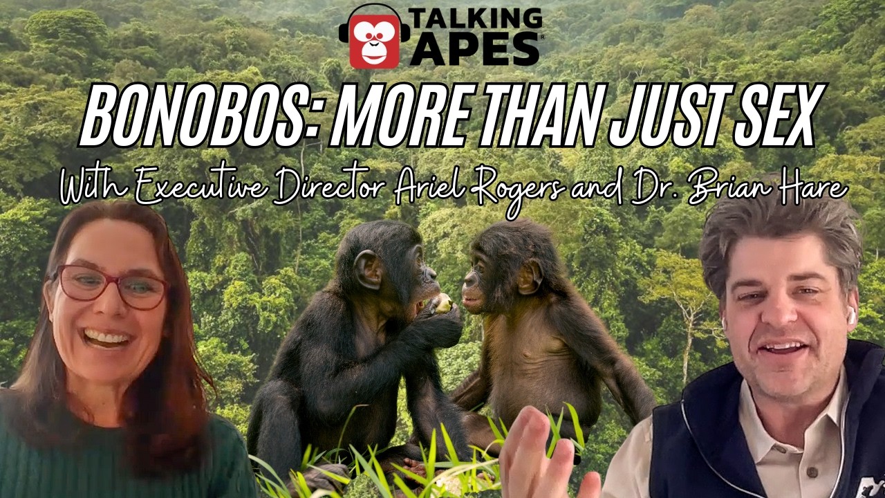 BONOBOS: More Than Just Sex - with Ariel Rogers & Dr. Brian Hare
