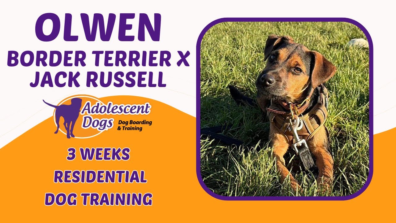 Olwen the Border Terrier x Jack Russell | 3 Weeks Residential Dog Training