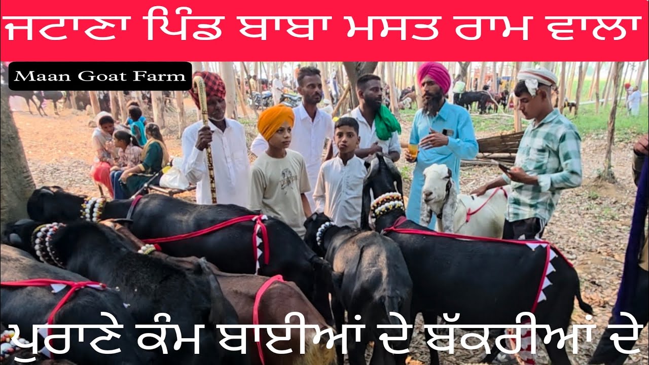 ਮੋਰ ਬਾਈ ਦੀਆਂ ਬੱਕਰੀਆਂ ਪੁਰਾਣੇ ਹੱਡ ਦੀਆਂ ਪੁਰਾਣੇ ਰਕਬੇ# ##enable#ਚੰਗੀ ਬਰੀਡ ਤੇ ਕੰਮ#%maan Goat Farm #🙏💖🐐💖⚘️