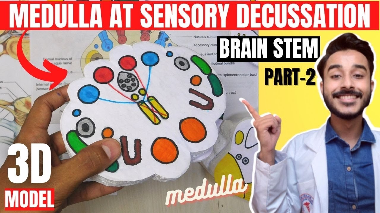 ts of medulla oblongata at sensory decussation | brainstem anatomy 3d | medulla oblongata anatomy