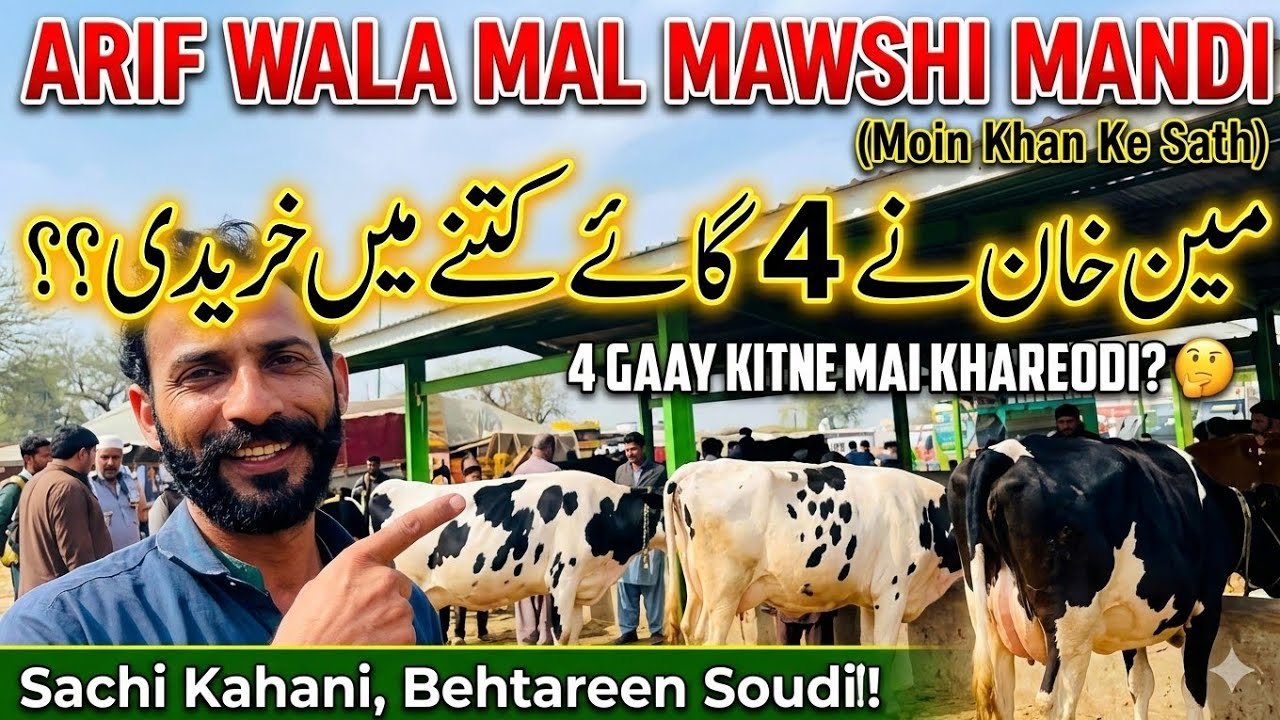 مال منڈی عارف والا آج معین خان نے کتنے میں چار گاے خریدی#animals #salamyahussainع #farmanimals 