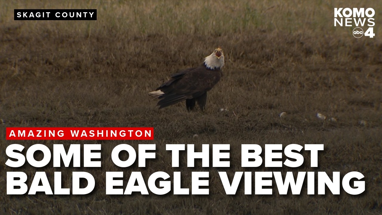 Amazing Washington: Skagit County draws photographers, birders for bald eagle viewing