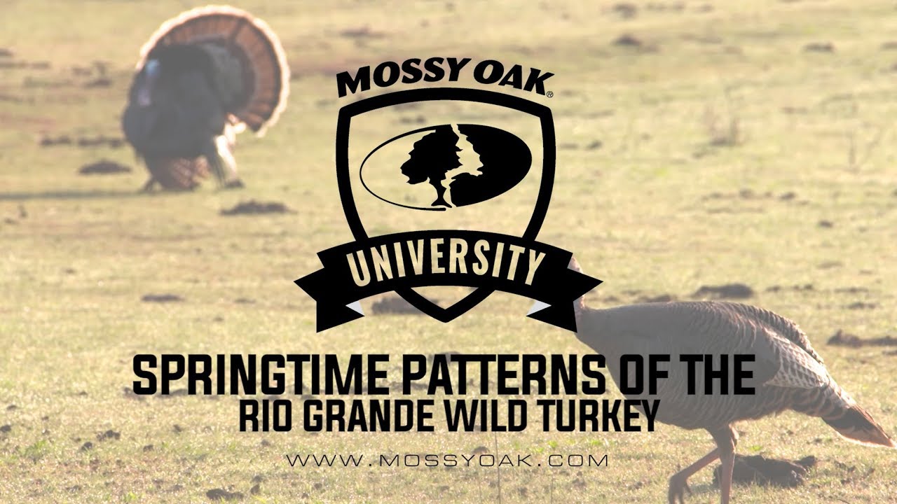 Springtime Patterns of Rio Grande Wild Turkeys