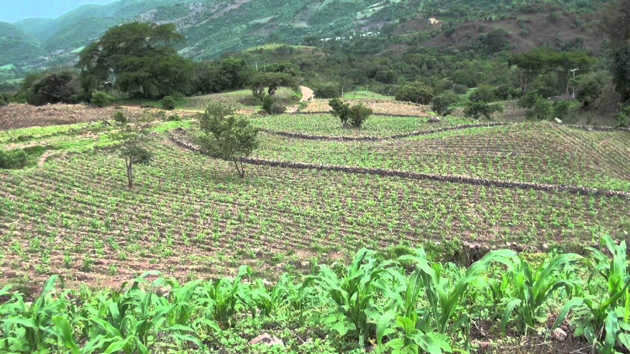 2. Cada quien su milpa