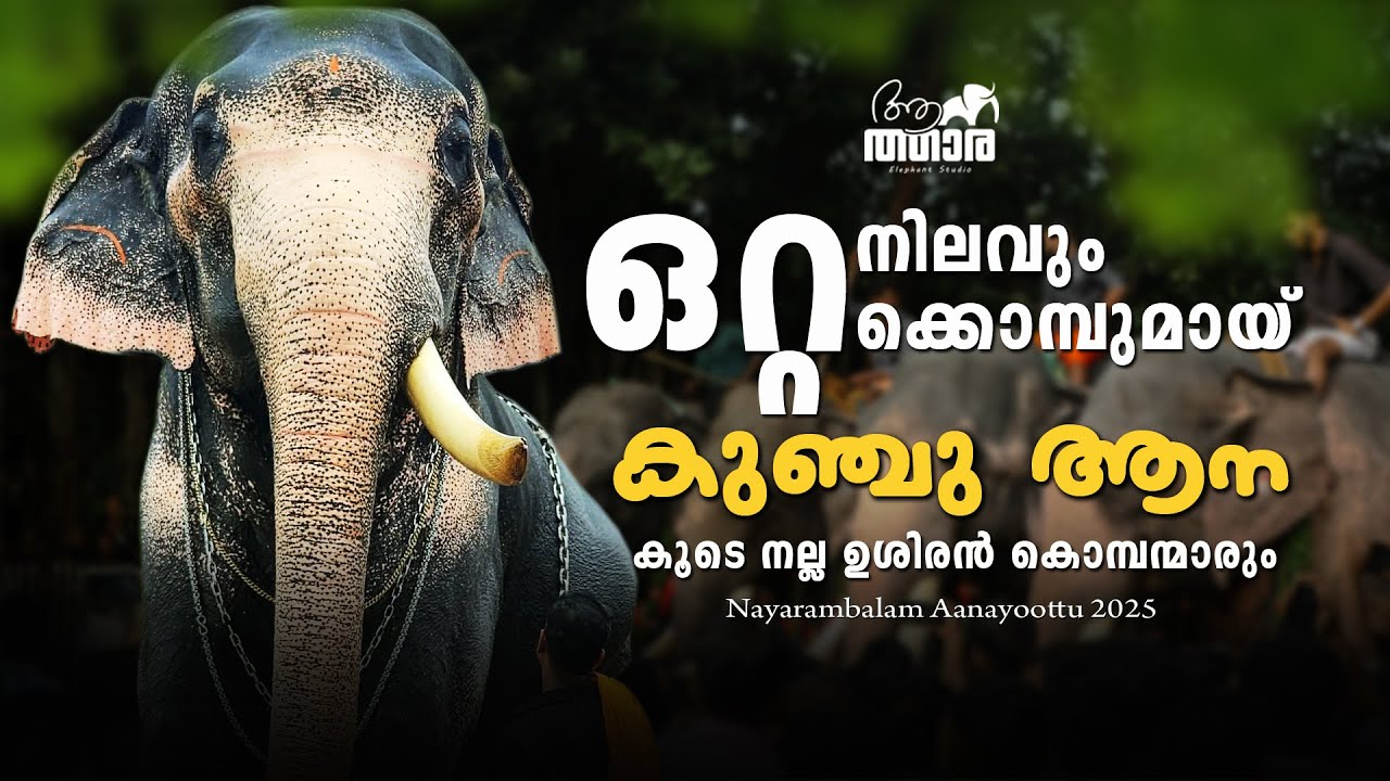 UKKENS KUNJU | PUTHRUKOVIL PARTHASARATHY | KERALA ELEPHANTS | NAYARAMBALAM AANAYOOT | AANATTHAARA