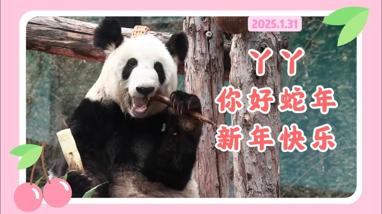 丫丫25年1月31日最新视频 -  丫丫吃饺子过年，蛇年首场吃播美出新高度 Beijing Zoo official release Ya Ya video 20250131