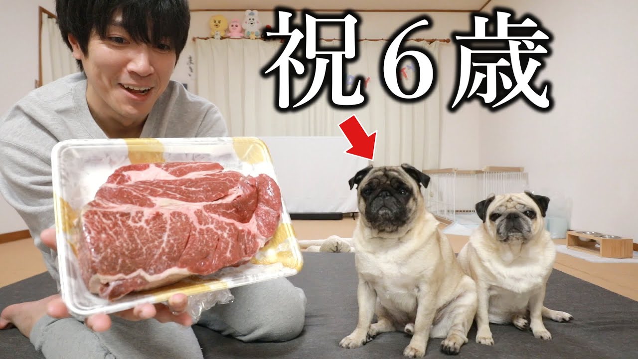 🔴パスタ君が６歳になりました！巨大ステーキ焼いてお腹いっぱいLIVE
