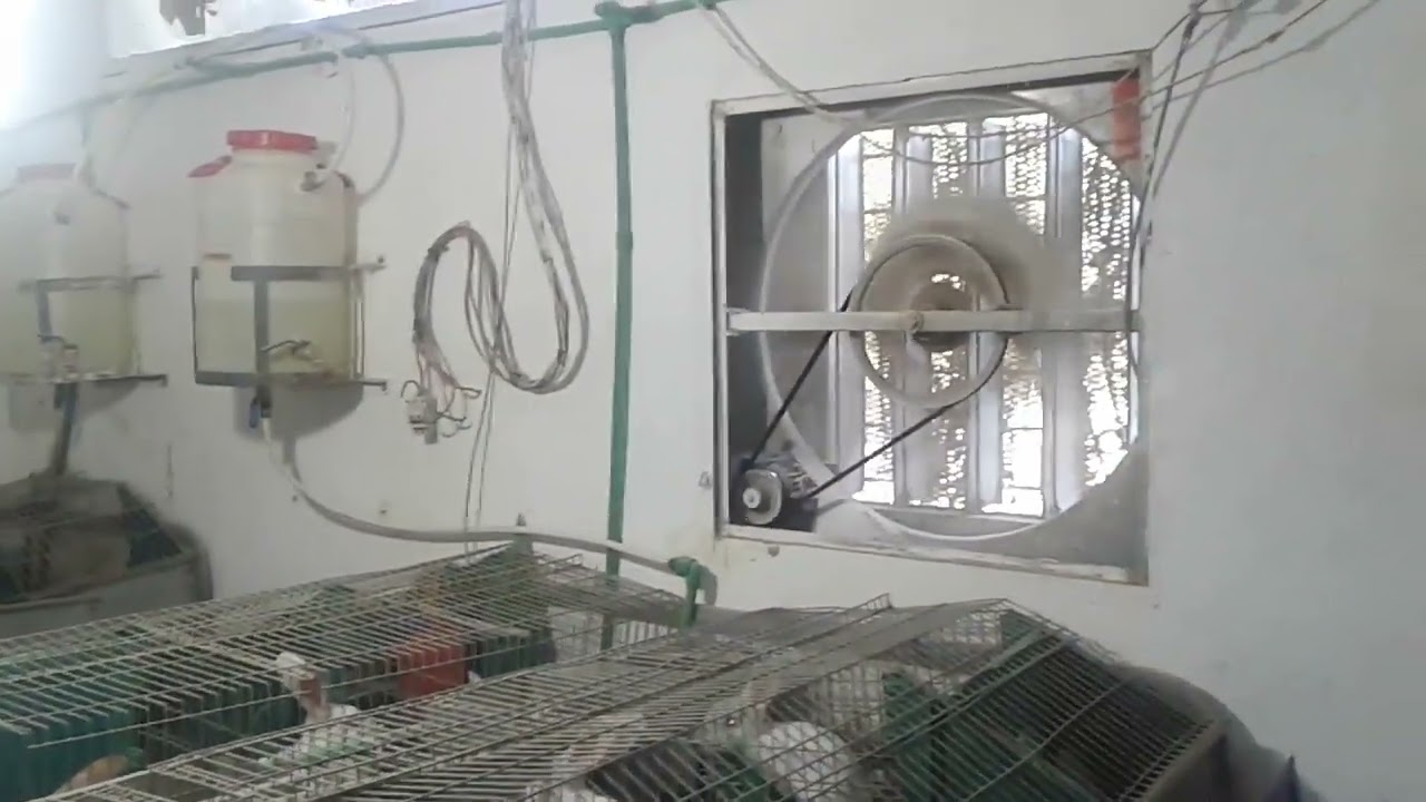 بيع الارانب في المغرب      0661848057                      vente lapin au maroc