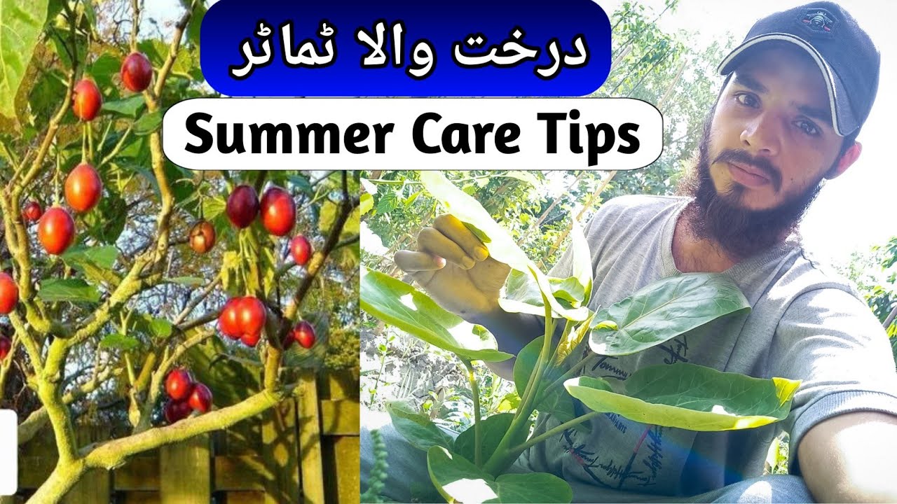 How To Grow Tomatoes At Home | Tree Tomato / Tamarillo | Rare Garden