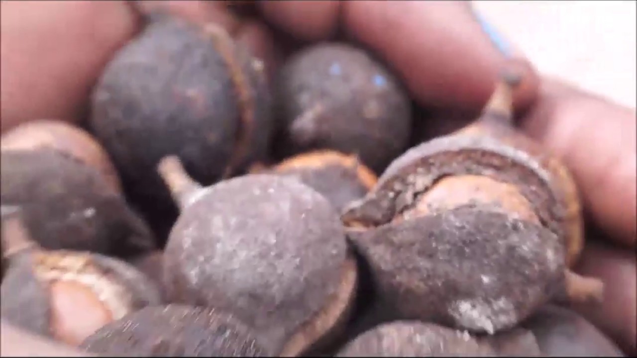 Quebradora y Peladora de Nuez Macadamia Manual