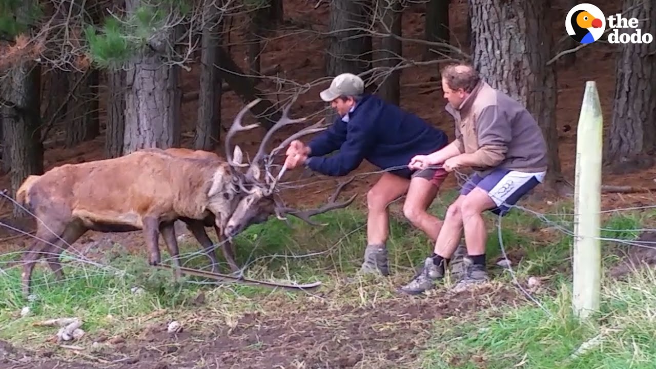 Deers Stuck in Fence Untangled by Farmers | The Dodo