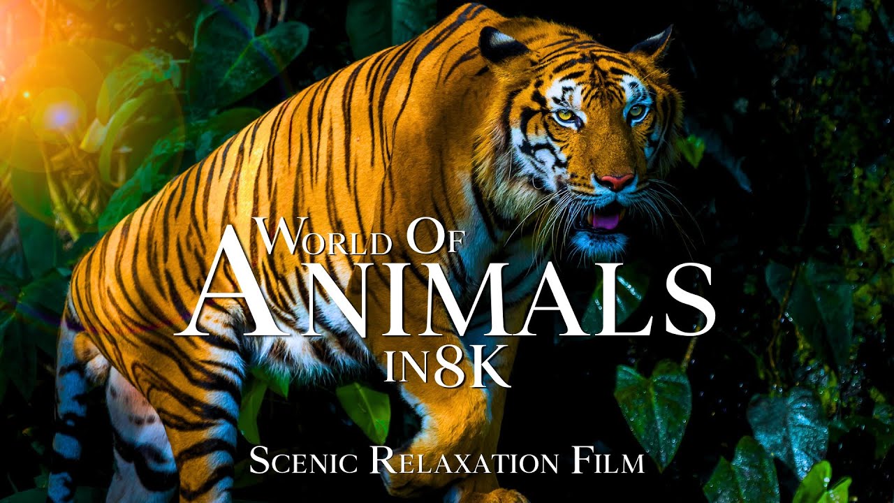 Animals of The World in 8K ULTRA HD (60FPS) - Scenic Wildlife Film With Calming Music