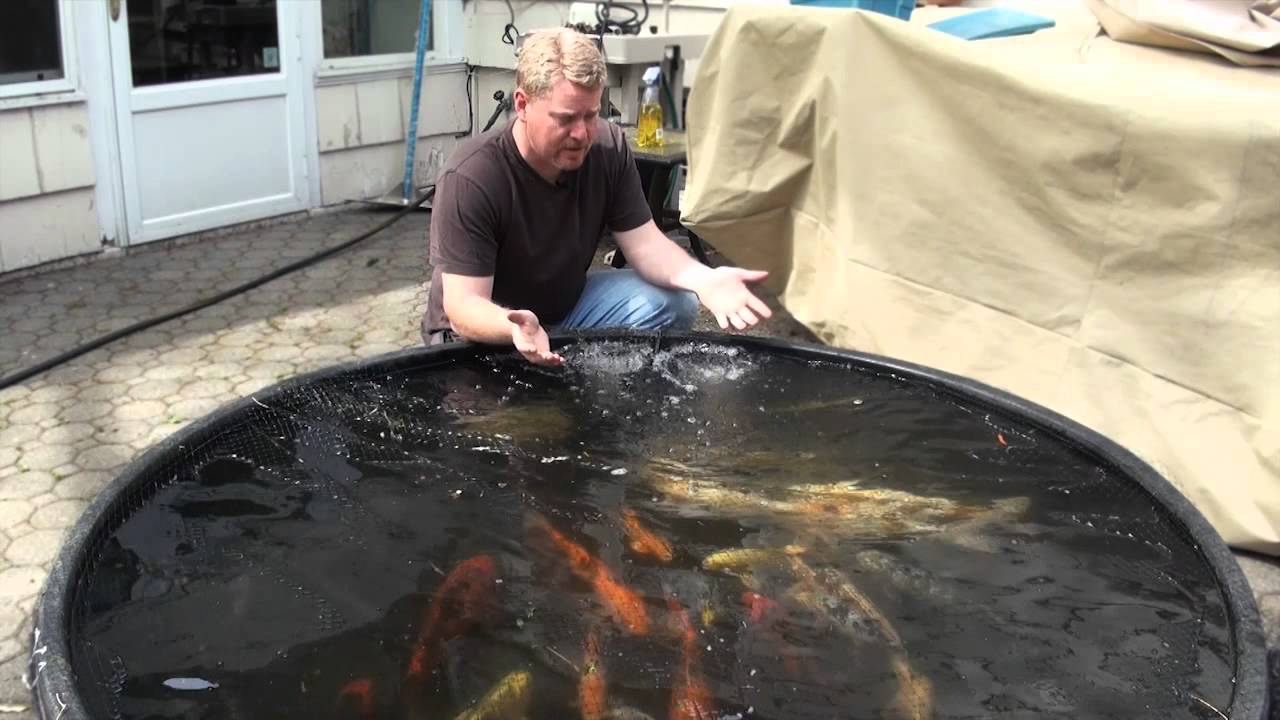Koi Pond Water Garden Spring Clean Out New Jersey