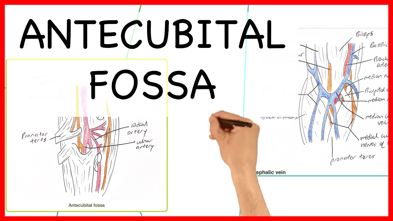 ANTECUBITAL FOSSA- ANATOMY SERIES