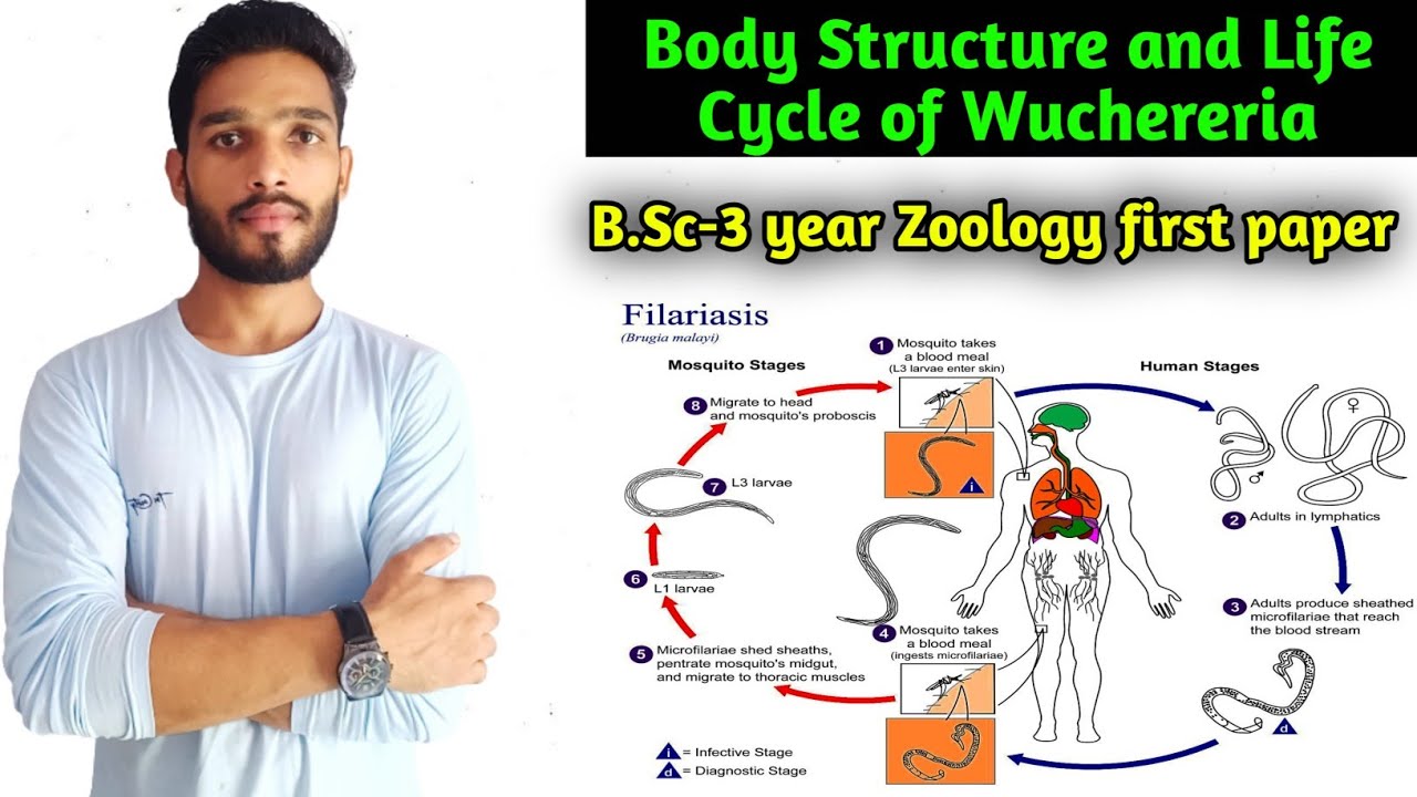 Life cycle of Wuchereria bancrofti || Body Structure and Microfilaria in blood ||B.Sc-3 year Zoology