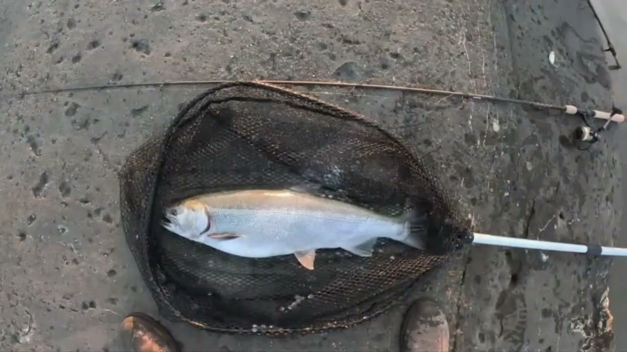 Fall Steelhead Fishing; Grand Haven, MI 2024