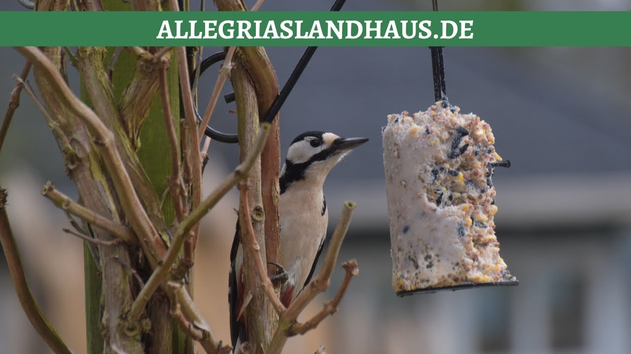 Meisen und Buntspecht am Fettfutter - Birds at feed - with slow motion