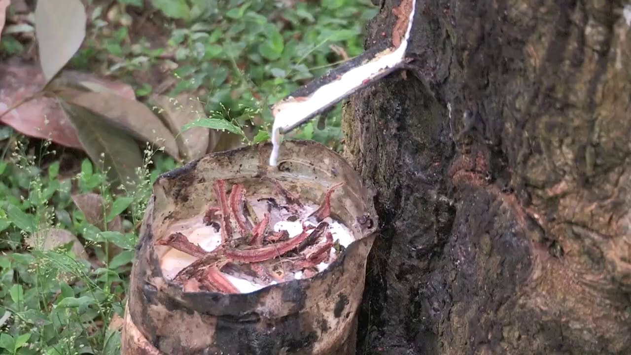 Show me rubber plantations