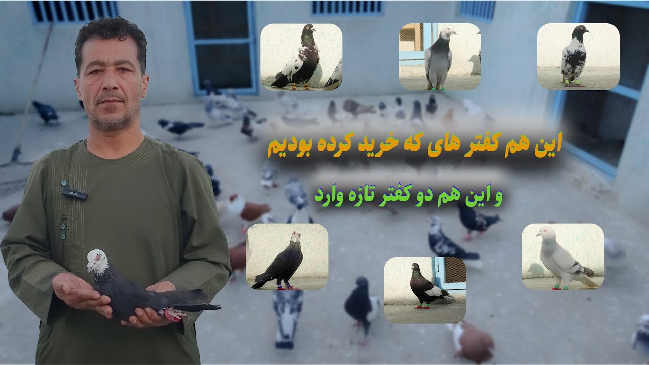 0259- این هم کفتر های که خرید کرده بودیم و این هم دو کفتر تازه وارد / Afghan Shawqi