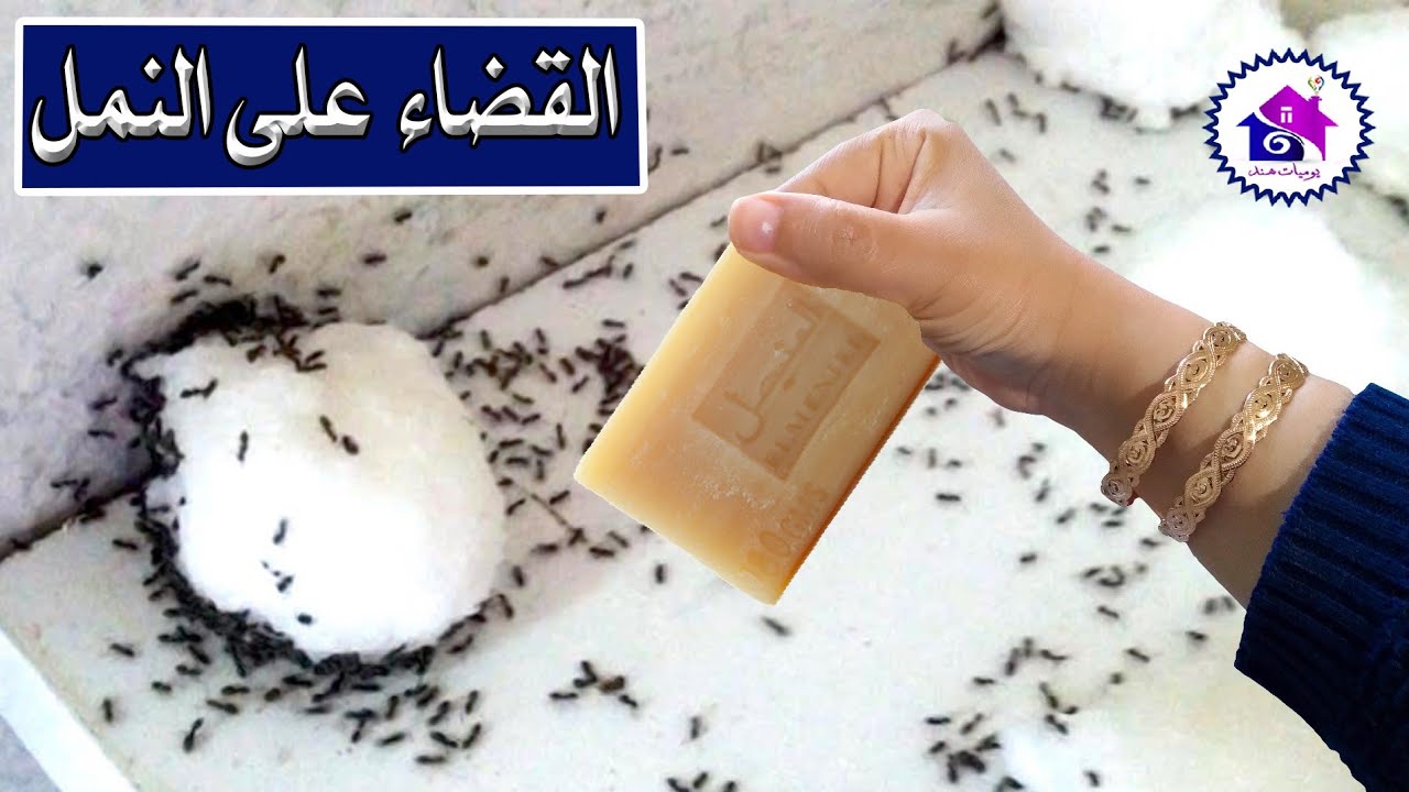 القضاء على النمل🐜حيل للتخلص من النمل في المنزل