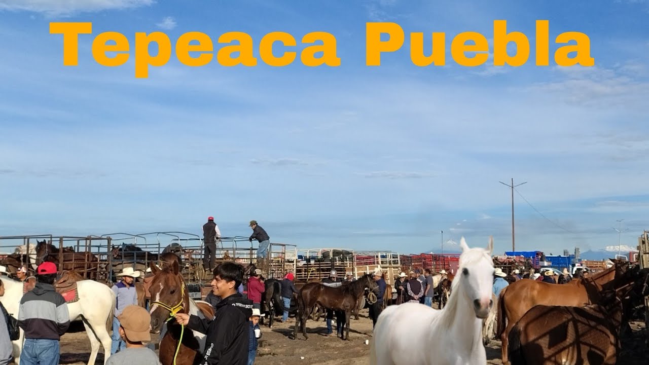 cuacos en Tepeaca Puebla