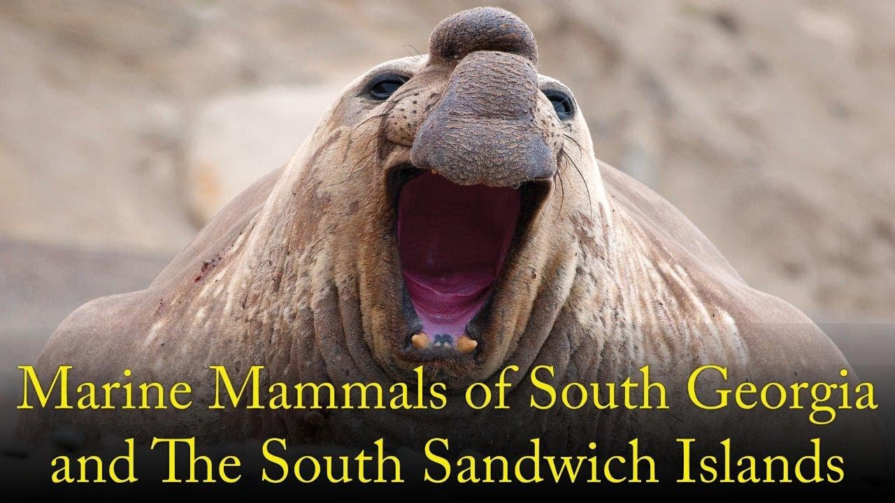 Marine Mammals of South Georgia and The South Sandwich Islands
