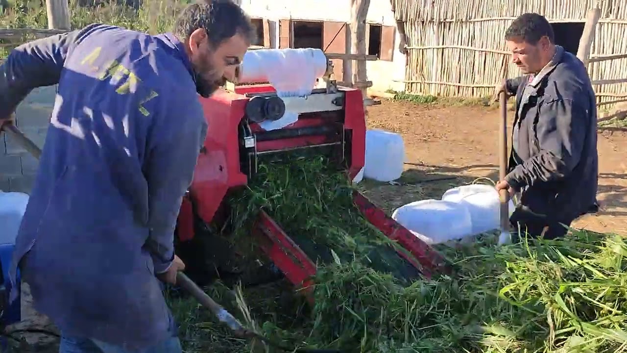 La conservation des fourrages verts enrubannés en élevage laitier Tizi ouzou Algerie