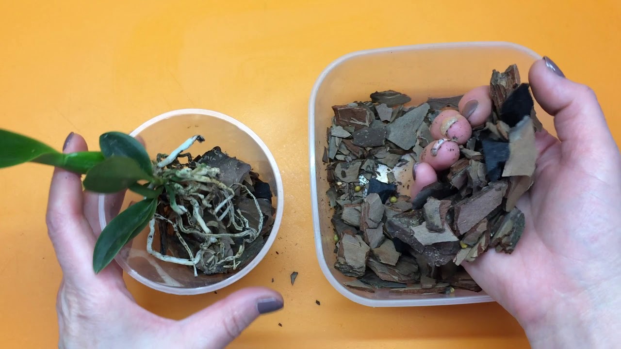 Пересадка каттлеи Laelia purpurata из посылки. Подготовка субстрата, обработка и уход после посадки.
