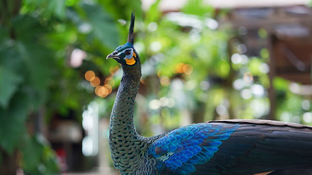 Free range peacocks in Thailand 