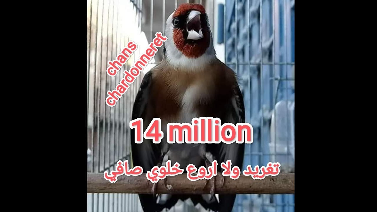 Chardonneret 14 millionحسون يباع ب 14مليون