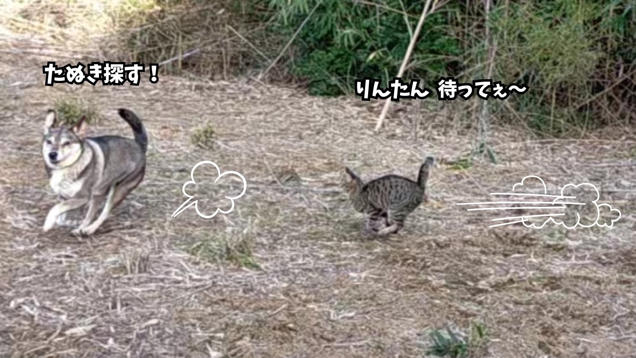 猫の日なので 猫と一緒に 竹山を走りまくる