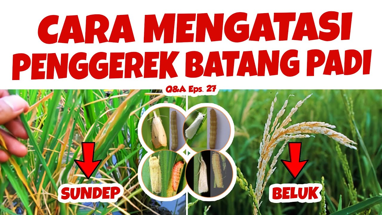 CARA MENGATASI HAMA PENGGEREK BATANG PADI | SUNDEP & BELUK | QA27