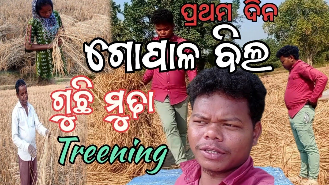 ଗୋପାଳ ବିଲ ରେ କାମ।। ପ୍ରଥମ ଦିନ।। ଗୁଛି ମୁଢ଼ା treening ଦିଅ ଯାଉଛି ସୁଖ ଦିଦି କୁ 👍।କଣ୍ଟାଗାଡ଼ି ବିଲ 