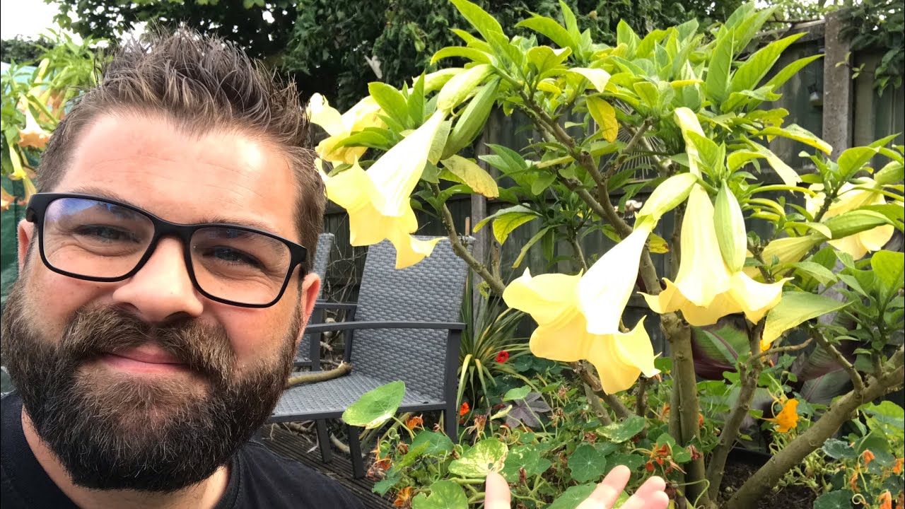 🌺🇬🇧 МОЕ ПОЛНОЕ РУКОВОДСТВО ПО УХОДУ ЗА БРУГМАНСИЕЙ *ANGEL TRUMPET* ВЕЛИКОБРИТАНИЯ #тропический #б...