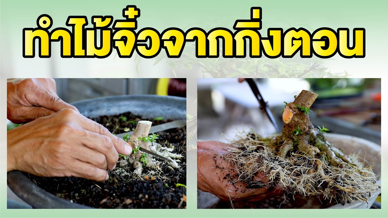 Bonsai Station [Workshop Station] EP.23 ทำไม้จิ๋วจากกิ่งตอน