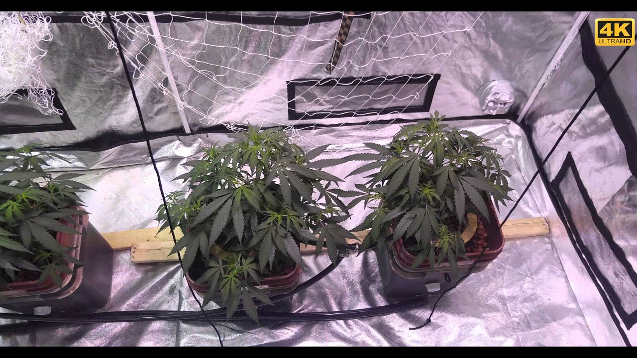 Critical Jack Herer Week 2 Veg
