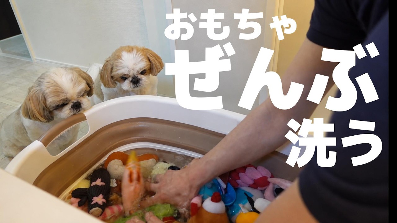 大好きなおもちゃを洗おうとしたら愛犬にキレられました...【シーズー】