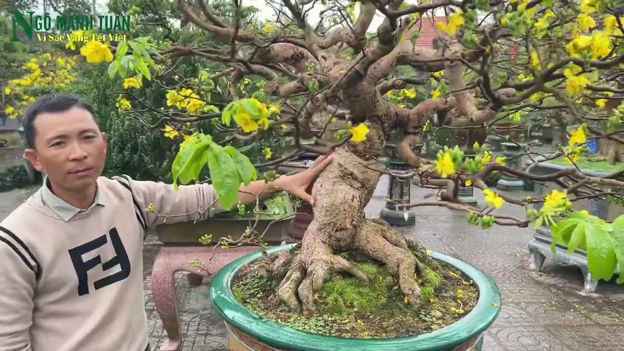 Tinh Hoa mai vàng Đất Quảng Ngãi , khu vườn quy tụ những lão mai quý .