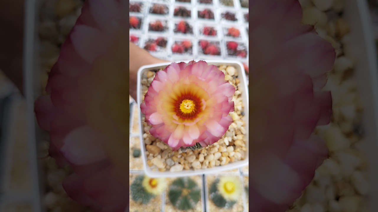 Astrophytum asterias akabana... Olhem que flor linda🥰 #cactos #cactosbrasil #cactosraros