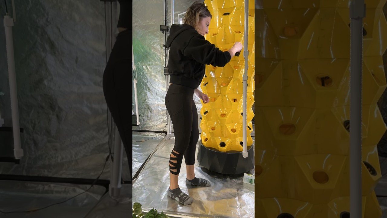 Cleaning algae off the grow tower! #aeroponics #Hydroponics #Thefreshprincess #growyourownfood
