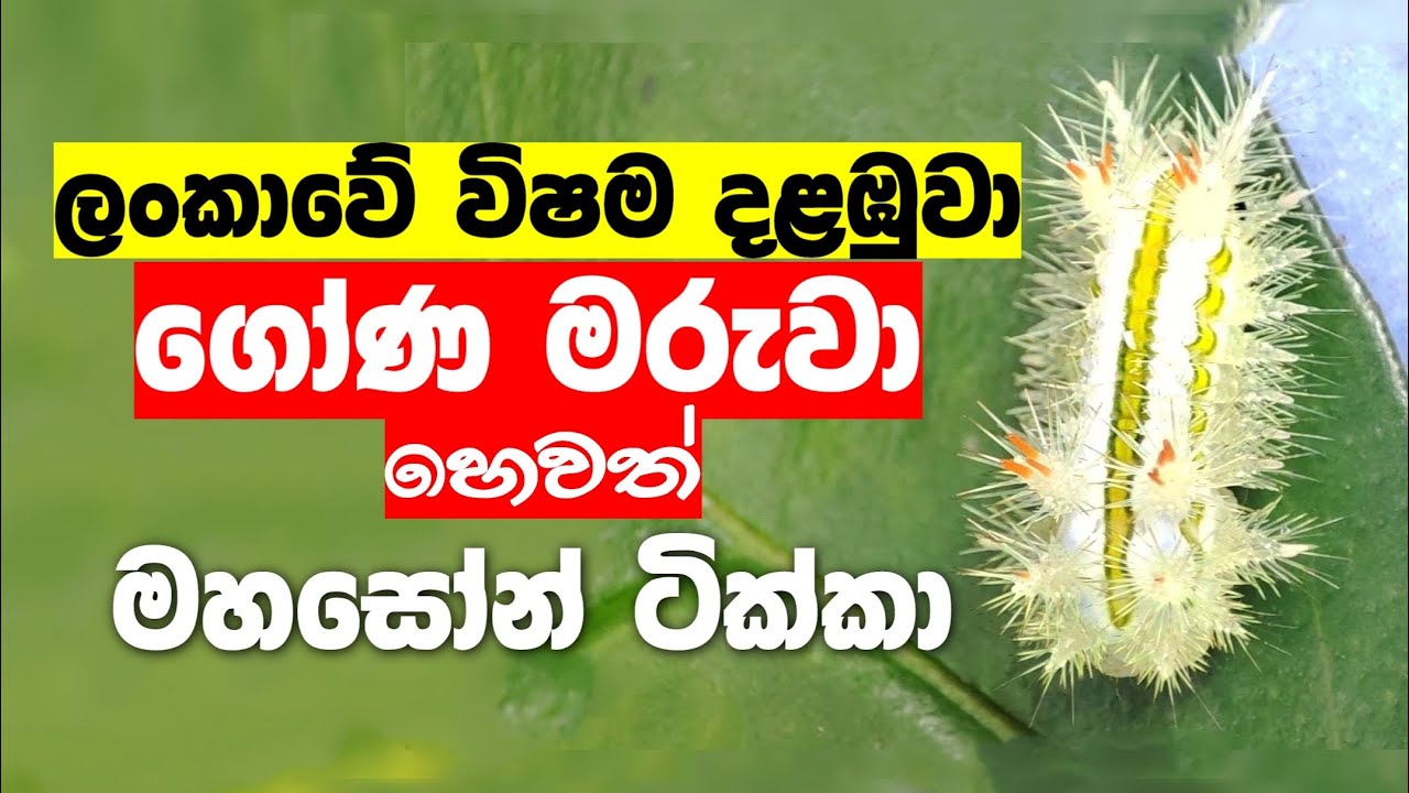 ලංකාවේ විෂම දළඹුවා | ගෝණ මරුවා හෙවත් මහසෝන් ටික්කා | Parasa lepida | slug moth caterpillar