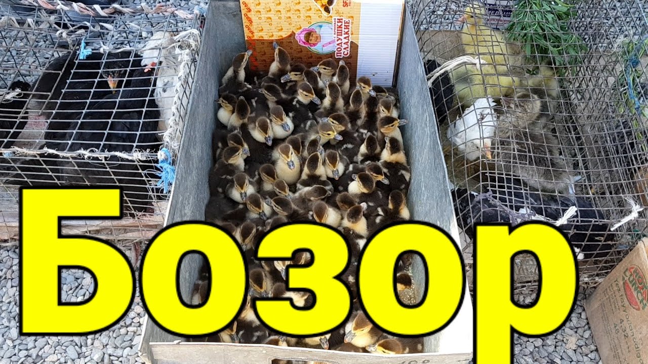 Индоуткалар бозорда паррандаларга бозор бу камокхона