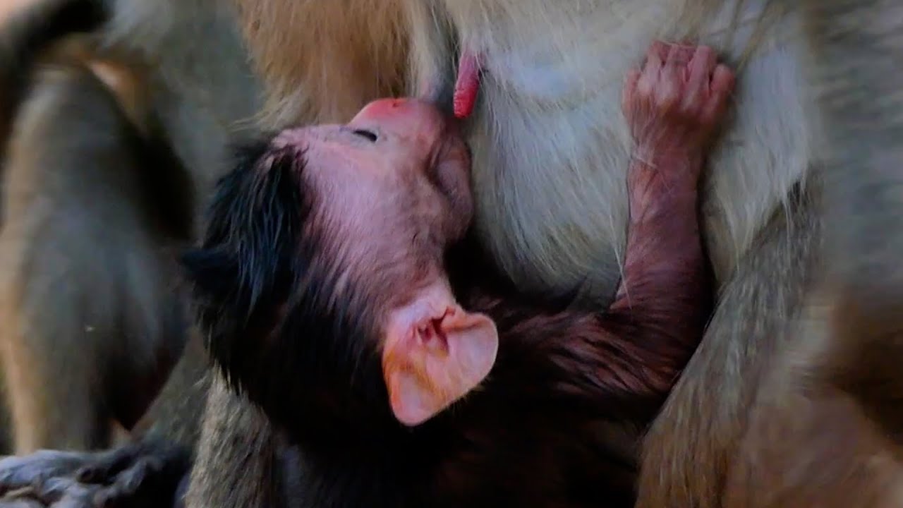 Update situation of Nanda's Newborn !!