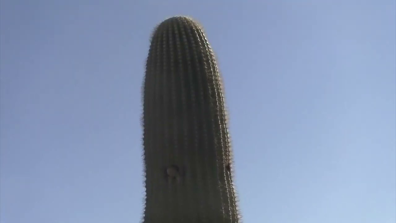 birds in cactus