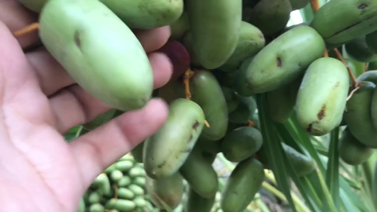 التعريف بنخلة العنبرة بالمدينة المنورة- Anmbarah Palm Dates - www.ajwafarmsa.com