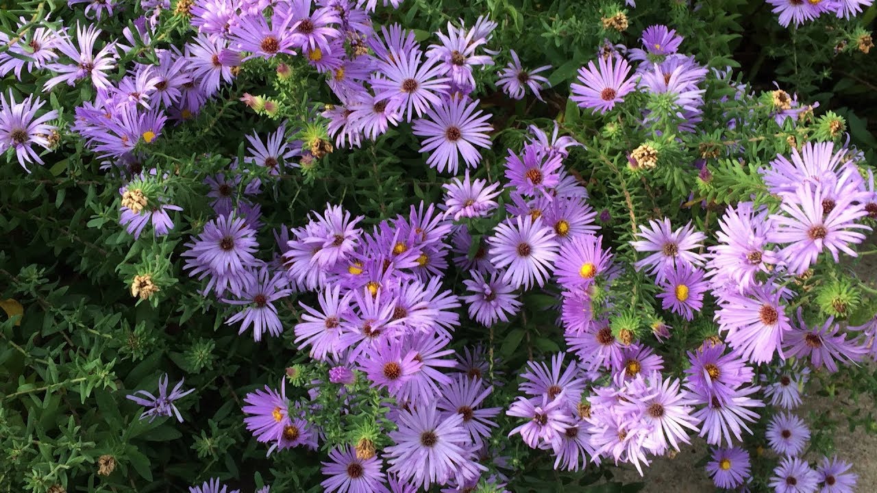 Aster – Family Plot