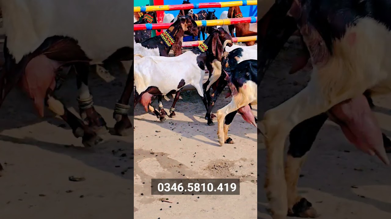 Goats World Record bakri 2025 / 03465810419 goat farm video viral Ho Gayi